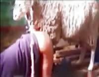 Баран задорно отшлифовал задок зоофила